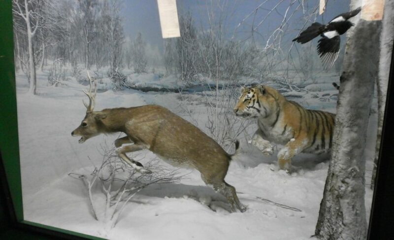 Milan: Natural History Museum Entry Ticket & Audio Guide - Accessibility and Practical Tips for Visitors