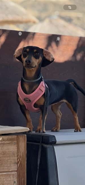 Milopotas: Best Beaches Boat Cruise with Snorkeling - The Guide and Tour Pacing