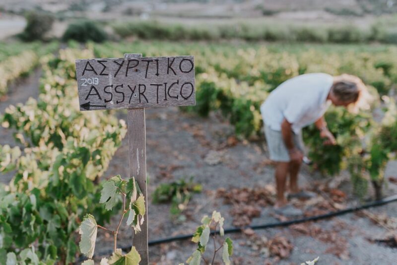 Milos Island: Kostantakis Winery Wine Tasting Experience - Value and Customer Feedback