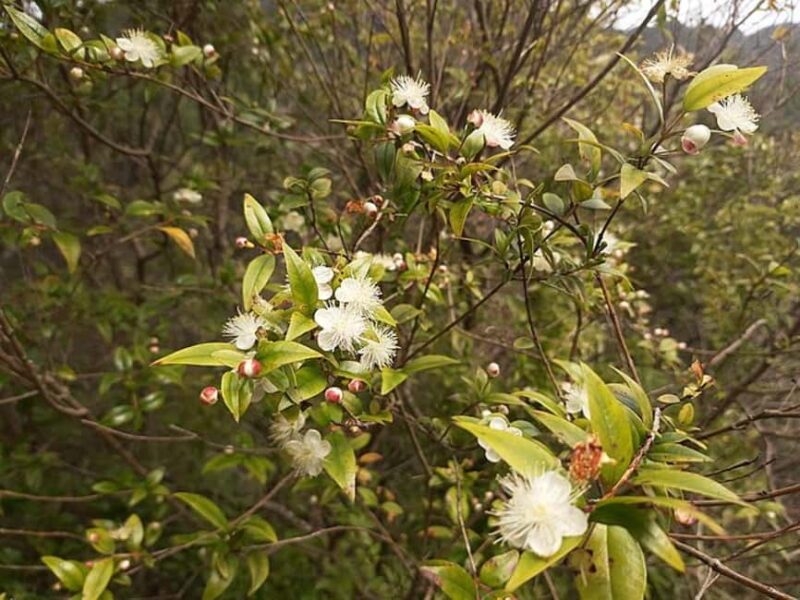 Mimosa Valley Trail: Explore Maroços - What Sets This Tour Apart from Others