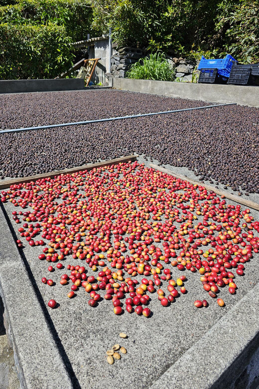 Mini Tour-Trail PR02 São Jorge - Serra Topo - Fajã dos Vimes - Reaching Fajã dos Vimes and Local Crafts