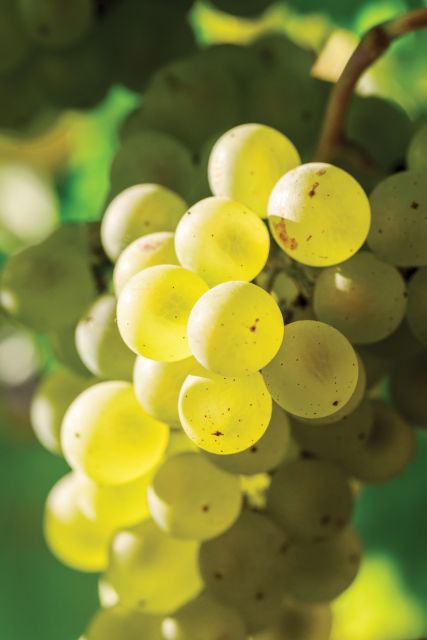 Minoan Path: Knossos Palace, Winery Visit, Lunch at Archanes - Key Points