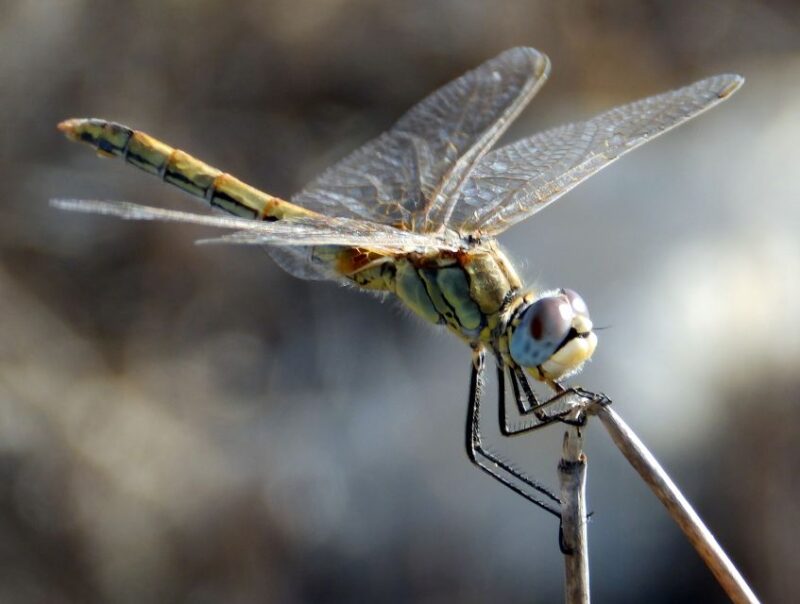 Mistra Valley and Selmun Private Nature Tour with Transport - Practical Details and What to Bring