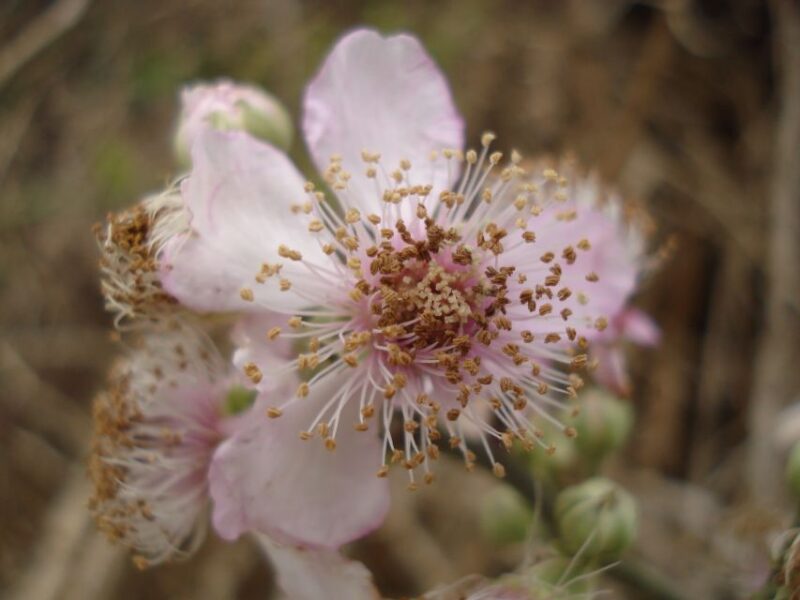 Mistra Valley and Selmun Private Nature Tour with Transport - Limitations and Suitability