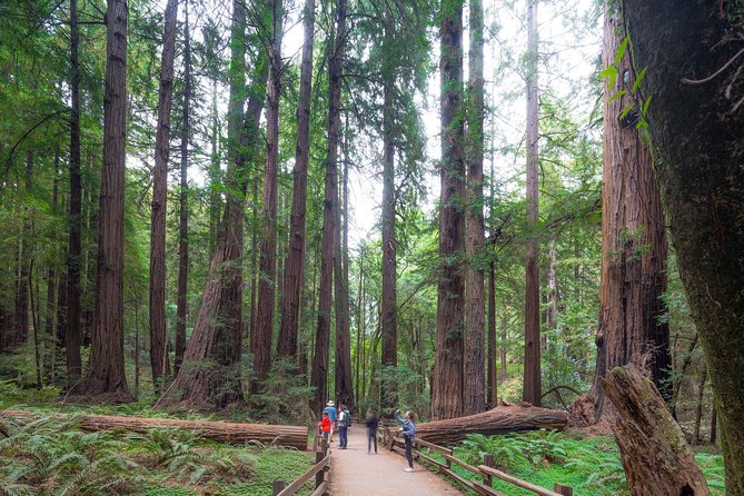 Mix & Save: Muir Woods and Sausalito + Escape From the Rock Cruise - Exploring San Francisco’s Iconic Landmarks from the Start at Pier 41