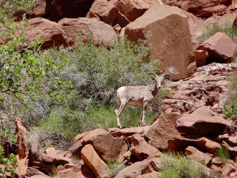 Moab: 2-Hour New Zealand style Adventure Jet Boat Tour - Suitable Age and Physical Requirements
