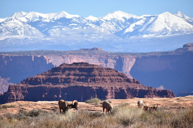 Moab Combo: Colorado River Rafting and Canyonlands 4X4 Tour - Transition to Colorado River Rafting: Safety and Preparation