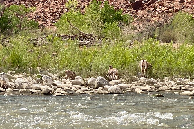 Moab Full-Day Guided Private Charter Colorado River Rafting - Safety and Equipment: Confidence on the Water