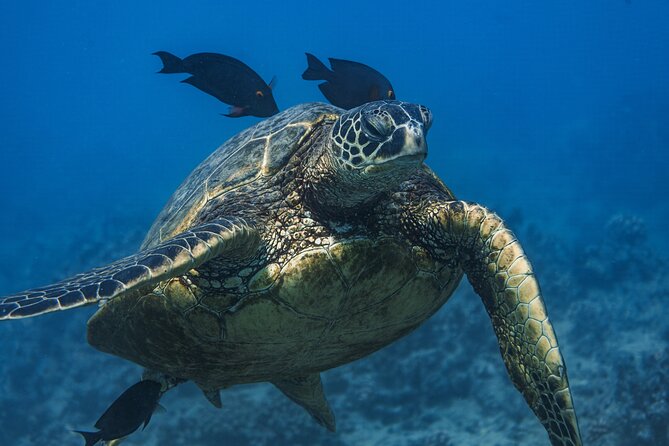 Moanas Waikk Grand Guided Turtle Snorkel & Sailing Adventure - Key Points
