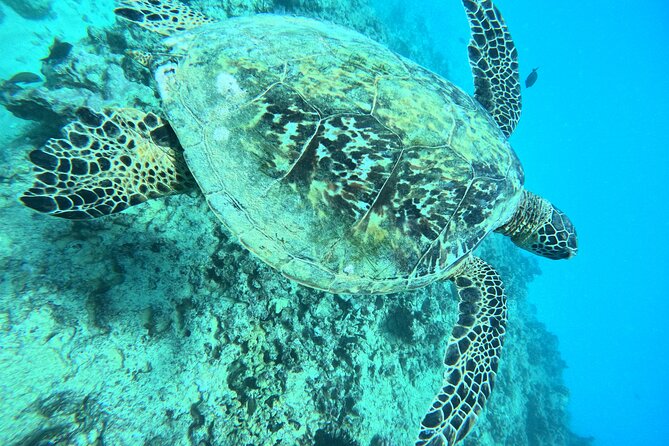 Moanas Waikk Grand Guided Turtle Snorkel & Sailing Adventure - The Crew and Their Role in Creating a Memorable Trip