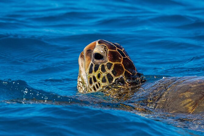 Moanas Waikk Grand Guided Turtle Snorkel & Sailing Adventure - Family-Friendly and Suitable for All Ages