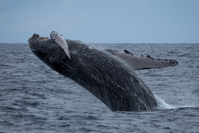 Moanas Waikk Whale Watching Exploration - The Departure Point at Kewalo Basin Harbor