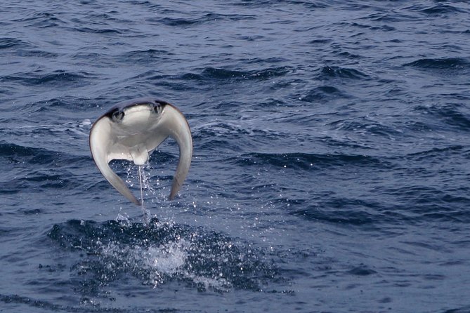 Mobula Ray Snorkeling - Key Points
