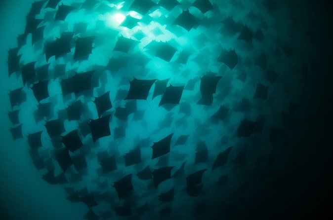 Mobula Ray Snorkeling - Wildlife Encounters and Marine Life Sightings
