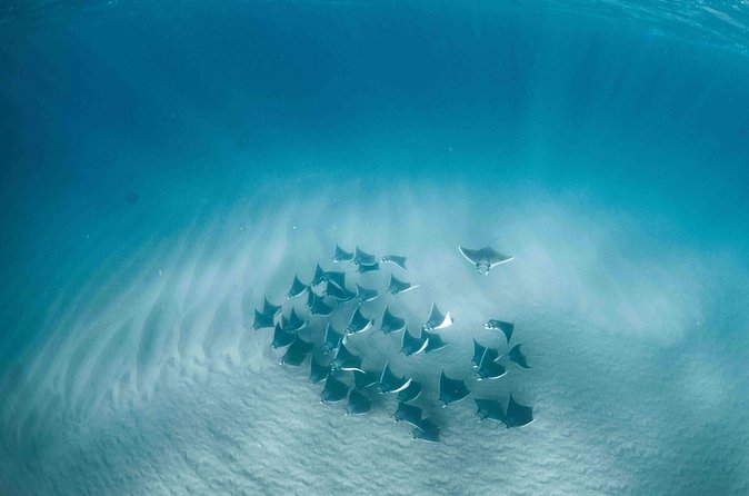 Mobula Ray Snorkeling - What’s Included and What to Bring