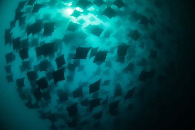 Mobula Ray Snorkeling - The Experience: From the Boat to the Snorkel Spot