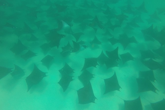 Mobula Ray Snorkeling - Who Will Enjoy This Tour Most?