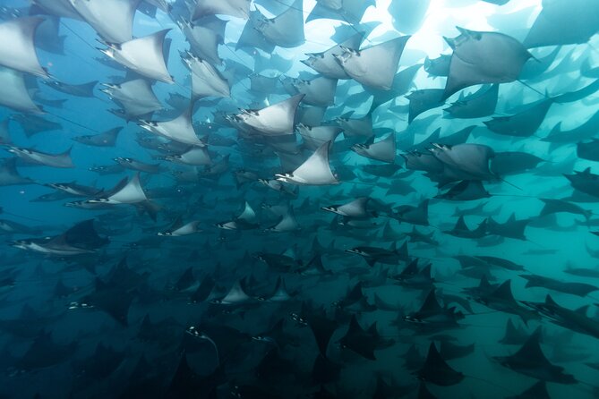 Mobulas and Cetaceans Day Trip - Discover the Mobulas and Cetaceans Day Trip in Baja California Sur