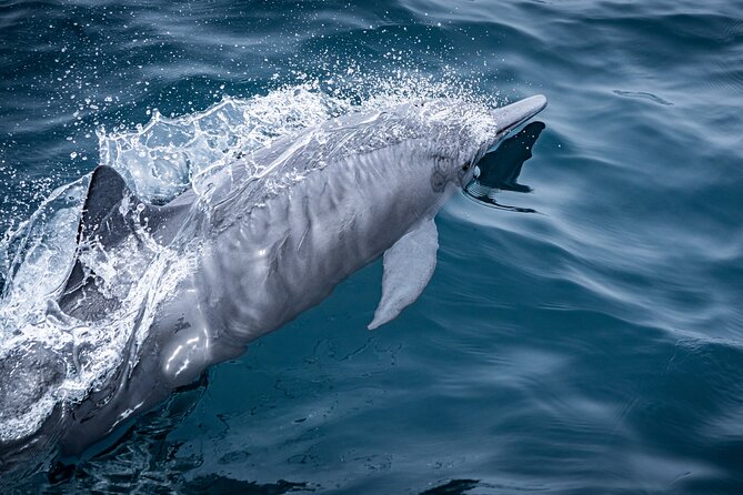 Mobulas and Cetaceans Day Trip - What’s Included in the Tour: Food, Equipment, and More