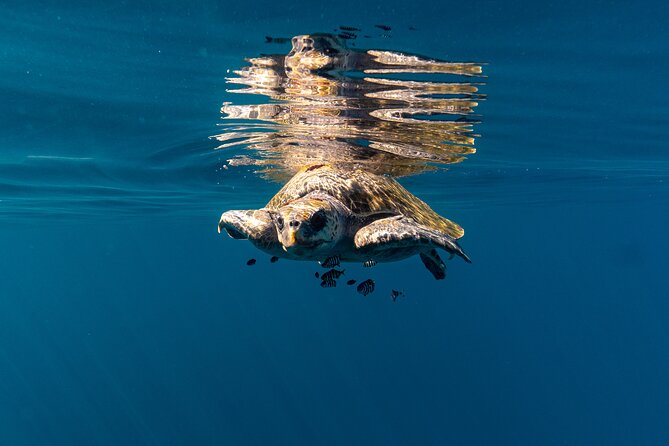 Mobulas and Cetaceans Day Trip - Optional Private Transportation from Major Locations