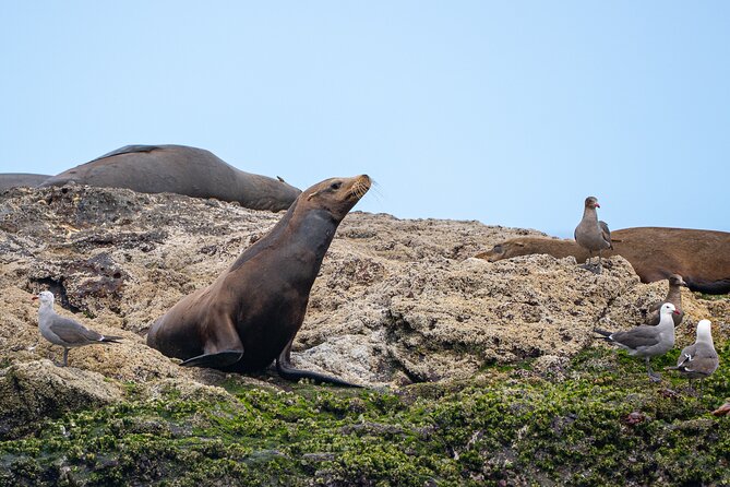 Mobulas and Cetaceans Day Trip - The Expertise of Guides and Crew