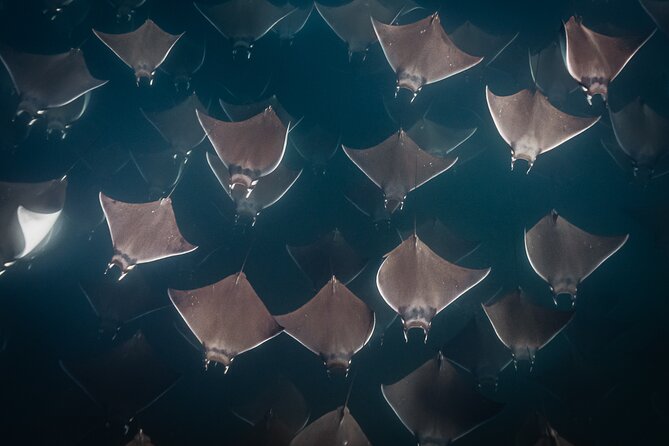 Mobulas and Cetaceans Day Trip - Customer Satisfaction and Positive Feedback