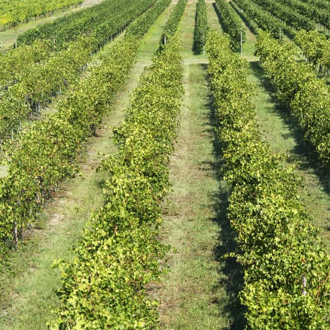 Modena: Balsamic Vinegar Tour, Parmigiano & Gelato Tasting - Key Points