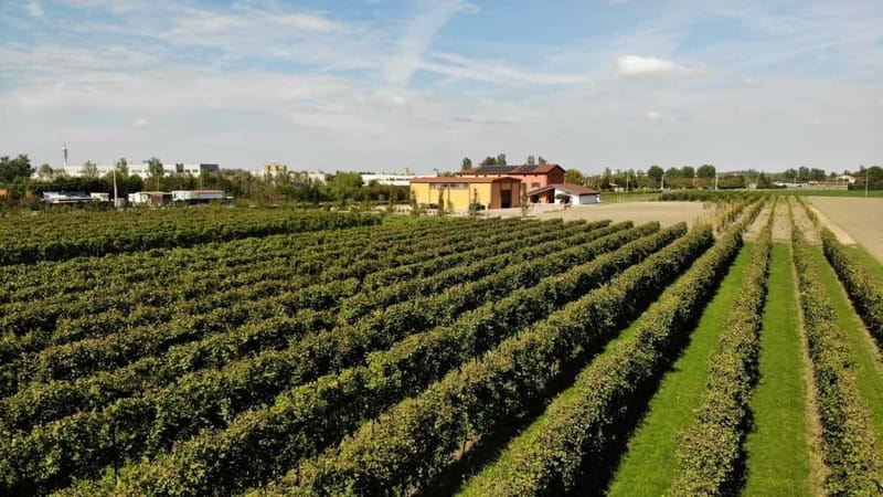 Modena: guided tour and tasting of superb Balsamic Vinegar - Discover the Art of Balsamic Vinegar at Acetaia Marchi