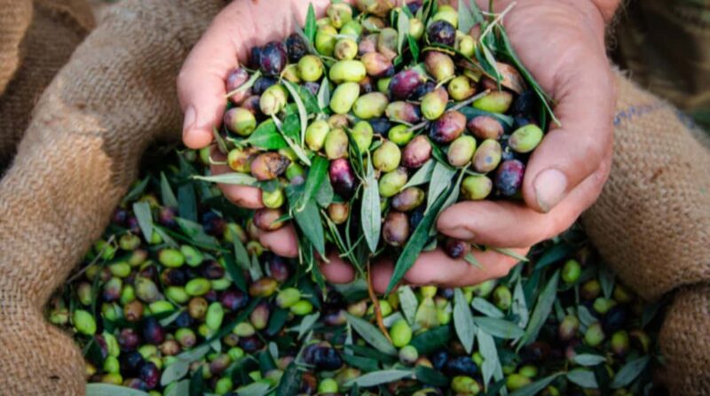 Modena: Traditional Balsamic Vinegar Tour and EVO Oil Tasting - Inside the Historic Balsamic Vinegar Cellar