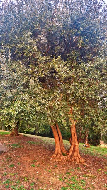 Modena: Traditional Balsamic Vinegar Tour and EVO Oil Tasting - Who Will Appreciate This Tour Most?