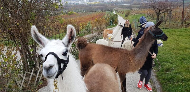 Mödling/Vienna: Scenic Guided Hike with Alpacas and Llamas - The Scenic Route Through Mödlings Countryside