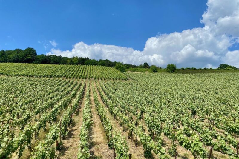 Moet et Chandon Pommery Pressoria Champagne Private trip - Final Thoughts on the Moët et Chandon, Pommery, and Pressoria Private Trip