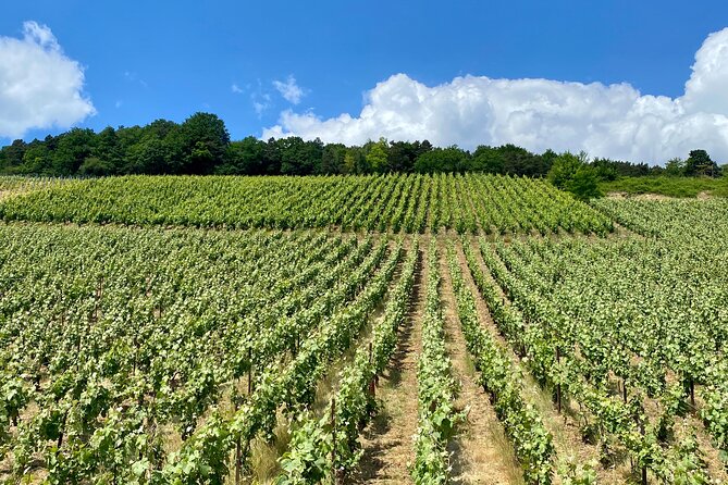 Moet et Chandon Taittigner Private Champagne Day trip from Paris - Practical Details and Additional Inclusions