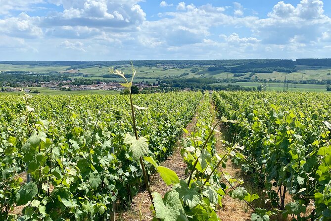 Moet et Chandon Veuve Clicquot Private Champagne trip from Paris - Exploring Epernay and Its Champagne Charm