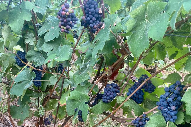 Moet et Chandon Veuve Clicquot Private Champagne trip from Paris - Visiting Reims Cathedral and Its Royal Heritage