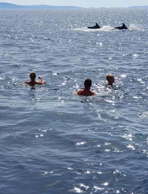 Molat Island Dolphin Watching Boat Tour 6hours TOUR - Practical Tips: What to Bring for the Day