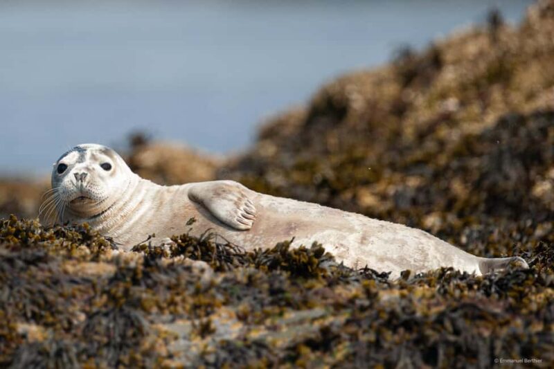 Molène Archipelago: Sea trips from Crozon. Seals, dolphins, - Key Points