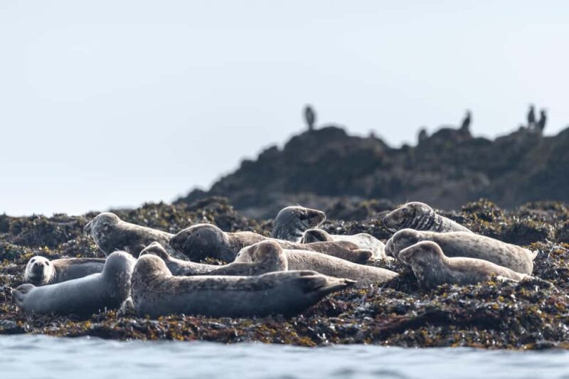 Molène Archipelago: Sea trips from Crozon. Seals, dolphins, - Wildlife Spotting and Marine Life Encounters