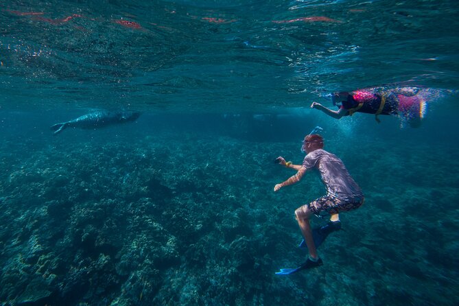 Molokini Snorkel and Performance Sail from Ma'alaea Harbor - Meeting Point and Logistical Details