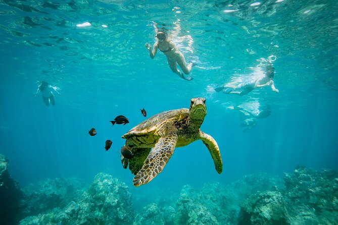 Molokini Snorkel Trip 2-Hour From Kihei - Refreshments, Gear, and Practical Tips