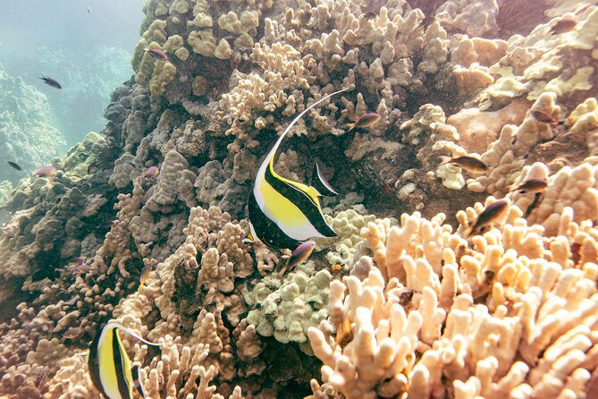 Molokini Snorkel Trip 2-Hour From Kihei - What Makes This Tour Stand Out