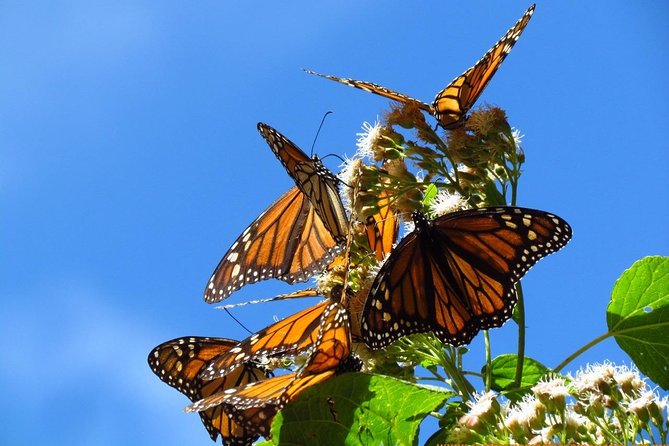 Monarch Butterfly Private Tour (Morelia) - Discover the Monarch Butterfly Private Tour in Morelia