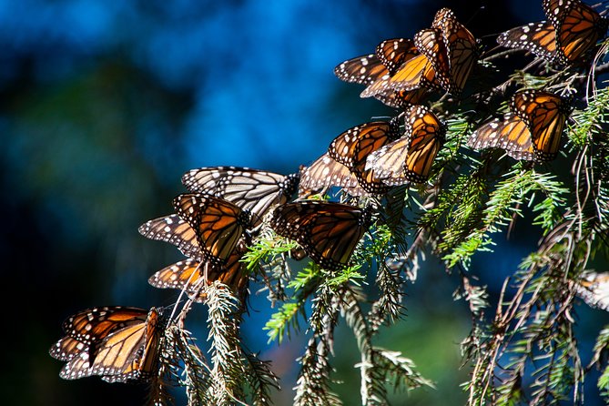 Monarch Butterfly Tour (Departing from Morelia) - Discover the Monarch Butterfly Migration Near Morelia for $202.69