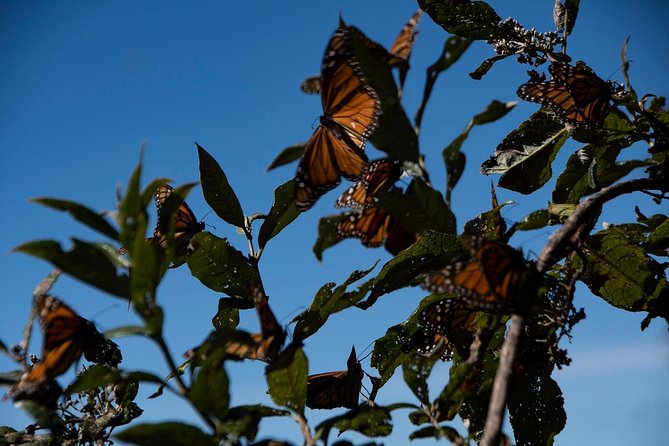 Monarch Butterfly Tour (Departing from Morelia) - Guided Walks and the Personal Touch from Rodrigo
