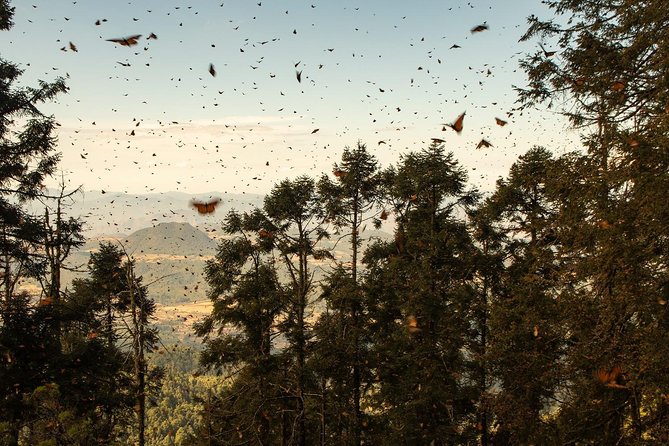 Monarch Butterfly Tour (Departing from Morelia) - Optional Activities: Horseback Riding and Strenuous Hikes