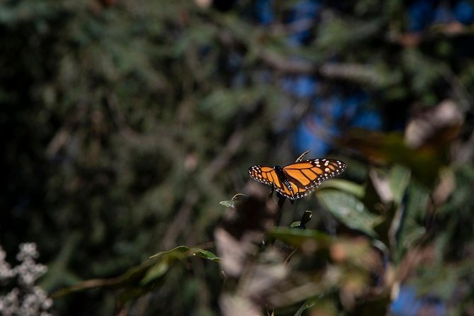 Monarch Butterfly Tour (Departing from Morelia) - Included Snacks, Water, and Post-Tour Photos