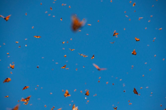 Monarch Butterfly Tour (Departing from Morelia) - Physical Requirements and Accessibility Considerations