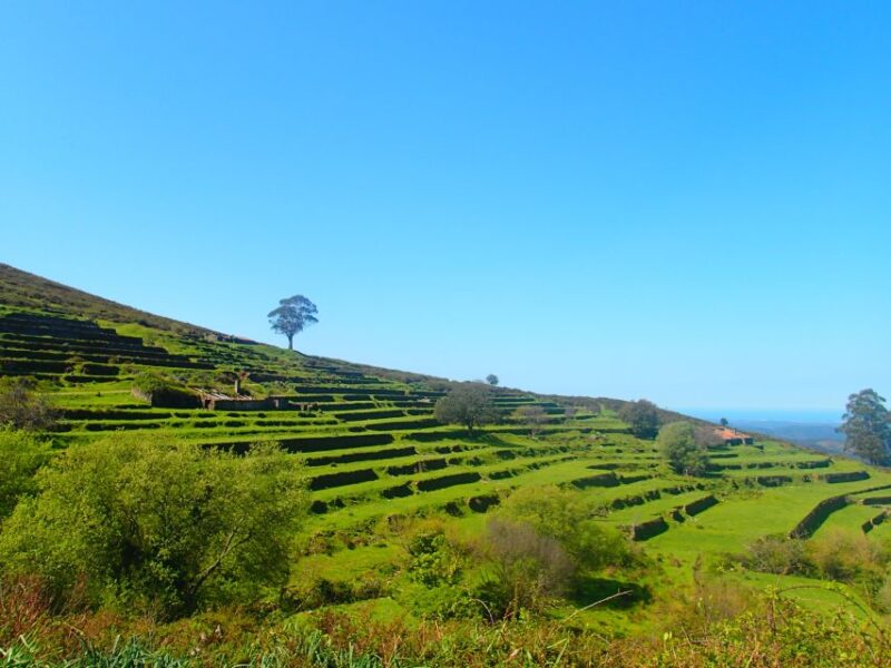 Monchique and Fóia: Half Day Tour - Journey Through Monchique’s Streets and Greenery