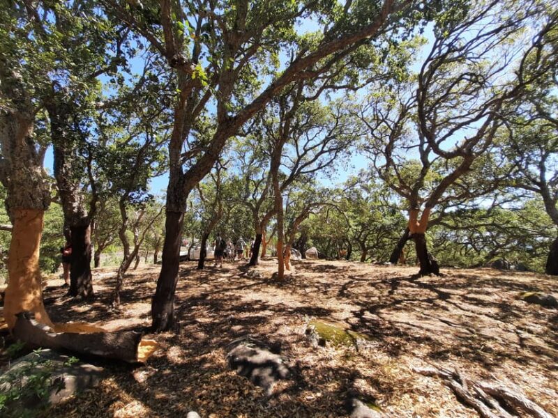 Monchique & Silves: guided day trip - Reaching the Peak at Pico da Foía