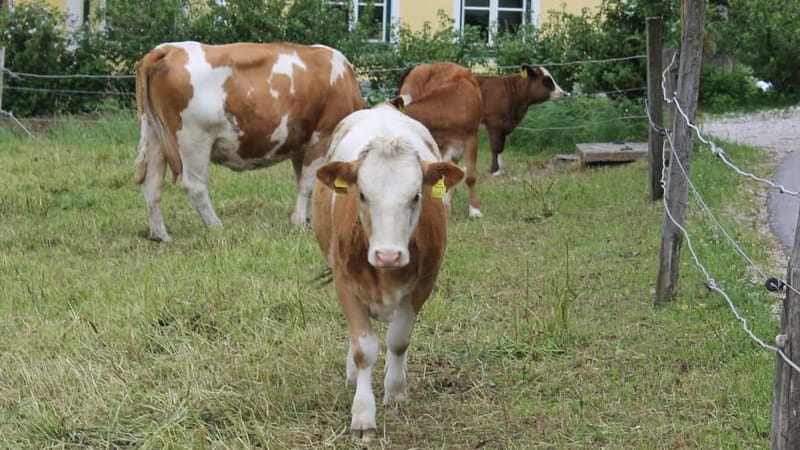 Mondsee: SEGWAY Irrsee tour (2.5 hours) - Exploring the Nordmoor Nature Reserve
